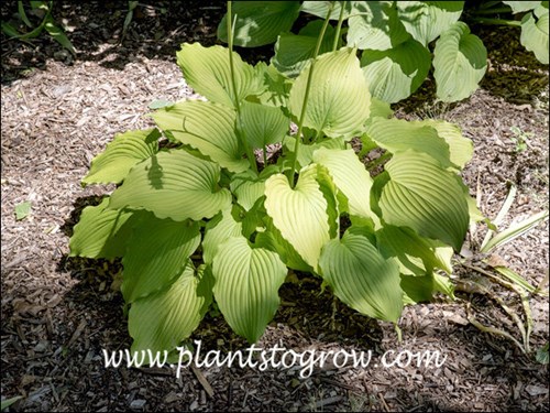 Hosta Dancing Queen